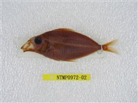 藏品(細紋鰏)的圖片